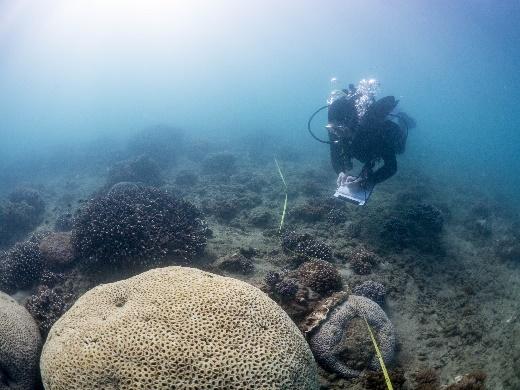 REEF CHECK AUSTRALIA Site photo, Big Woody Island 3.0 Hervey Bay sites 3.3 Big Woody Island Big Woody Island was added as a RCA monitoring site in 2014, to include the large notable Acropora patch.