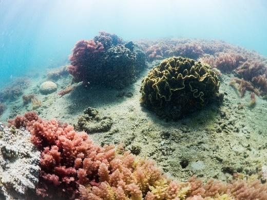 REEF CHECK AUSTRALIA 3.0 Hervey Bay sites 3.4 Round Island Round Island was a newly established monitoring site in 2017.