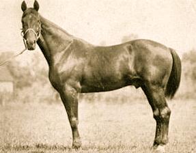 His most famous son was Harry Wilkes (T2:13½) a natural pacer that was converted to trotting.