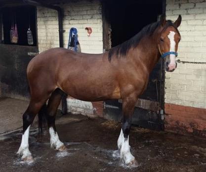 Lot 26 BRYNCARREG JOHNNY DEPP Sec. C Bay Gelding 4 years 13.2hh Sire. Pantyfid Flash Jack Dam. Bryncarreg Miss Jones Excellent in traffic, on the flat showing and has a lovely shape over a jump.