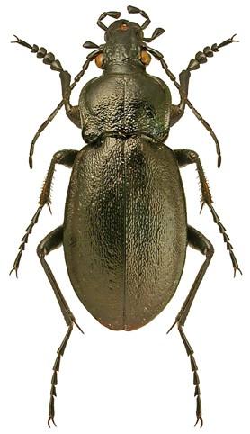 10 Black species, with pronotum and borders of elytra bluishviolet; pronotum not as broad compared to its length; granulation on