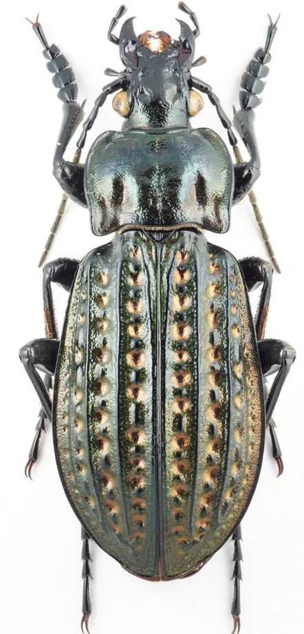 Genus Carabus Adapted from Joy (1932) by Mike Hackston 1 Elytra with three rows of very large metallic pores on each.
