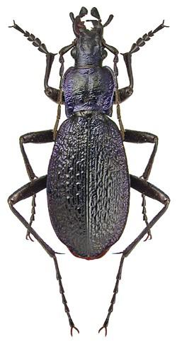 4 Blue-black species; pronotum more or less as broad as long, strongly sinuate at sides; sides of elytra strongly sinuate close to apex. Length 24-28 mm....... Carabus intricatus Devon; very rare.