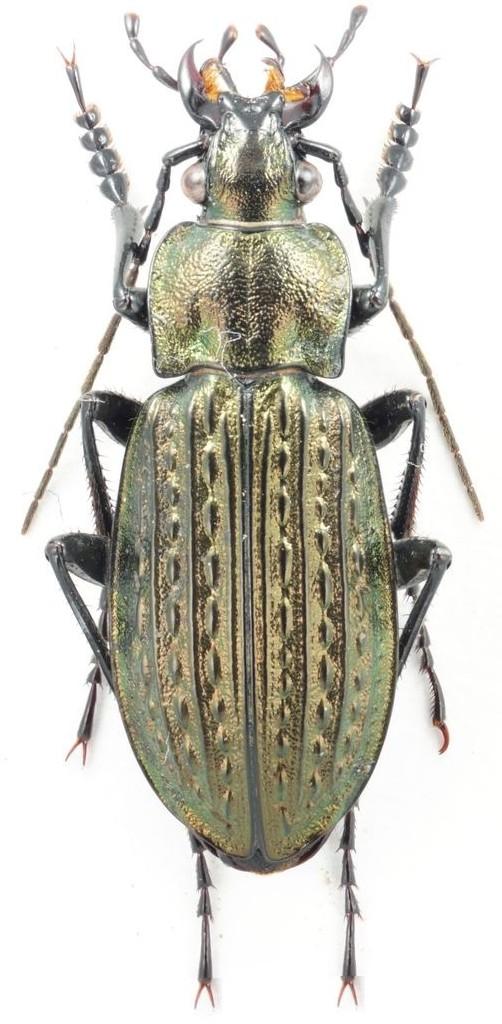 ..... Carabus granulatus Common Pronotum with the sides more rounded, explanate margins narrower; elytra less elongate, generally with two