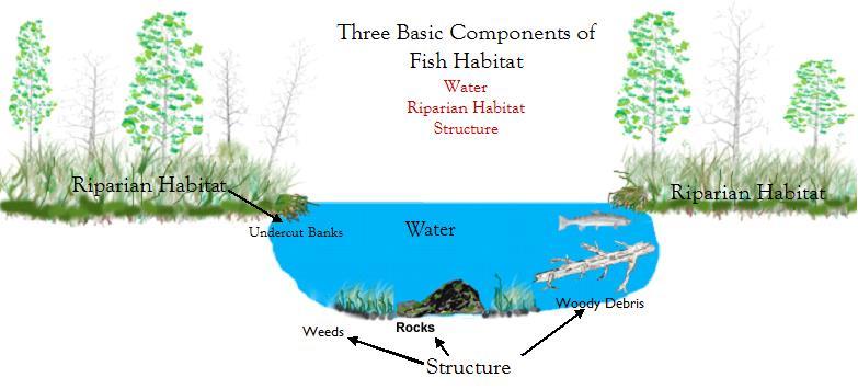 Importance of Fish Habitat What is fish