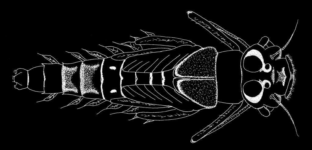 38 Records of the Canterbury Museum, Volume 23, 2009 Figure 6. Deleatidium townsi sp. nov. Mature larva (dorsal view with antennae and caudal filaments truncated) 1.22(1.