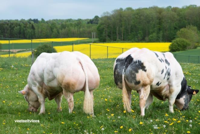CONCLUSION BBG Belgian Blue bulls, a guarantee for you to get: Easy calving due to a fine bone structure and length of the body.