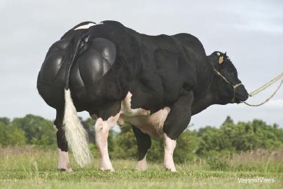BB : THE BEST CONFORMATION WITHIN BEEF BREEDS Belgian livestock :