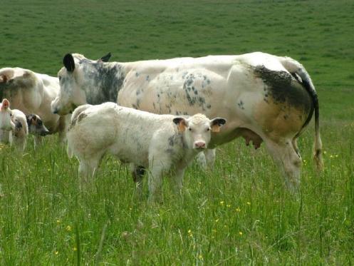 BBG TO EXPORT IT : BELGIAN BLUE GROUP Mid-term goal of BBG : Genomic selection of the bulls meant for
