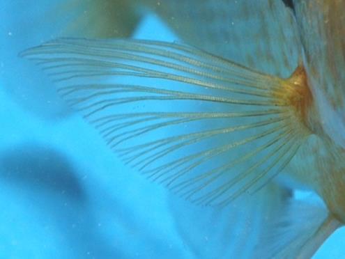 fishes have fins with unique fin rays: