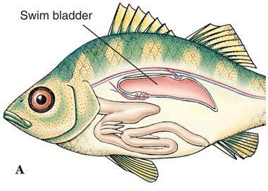 The swimbladder (= gas bladder): a gas inclusion in the body