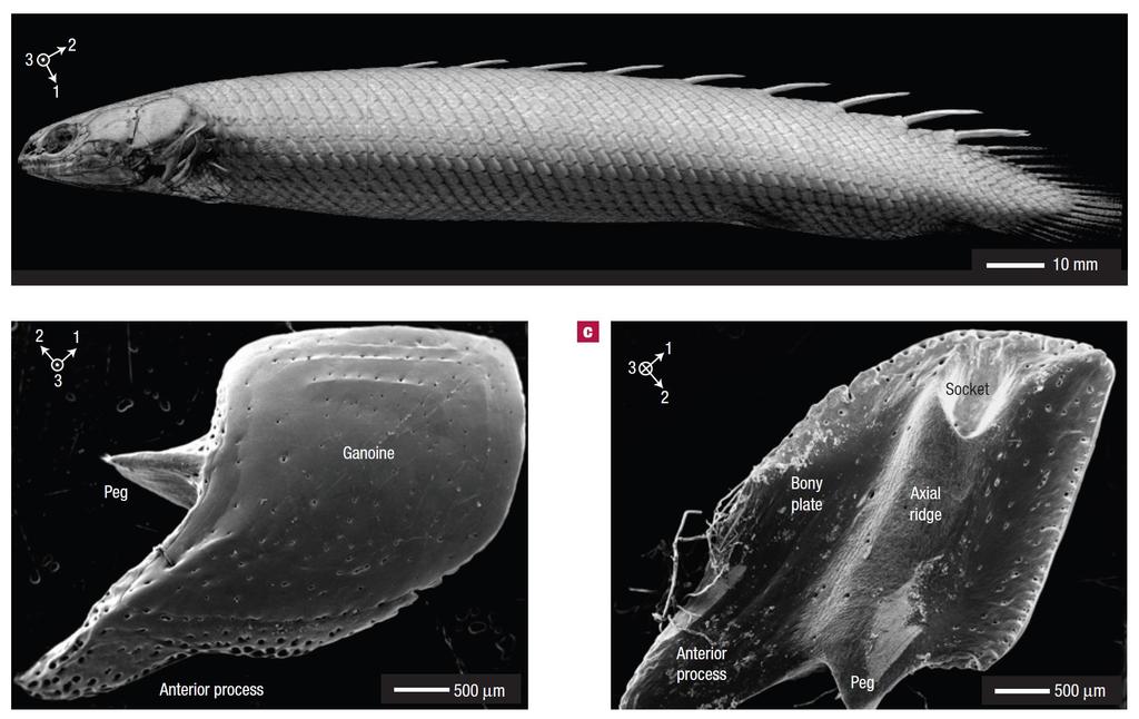 Actinopterygian synapomorphy #3: scale type Bruet, B. J. F., Song, J., Boyce, M. C. and Ortiz, C. (2008).