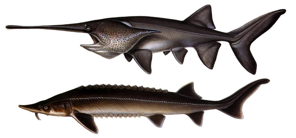 Paddlefish and sturgeon (Chondrostei -- Acipenseriformes) Chondrostei