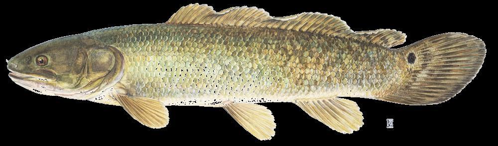 Holostei Bowfin (Amia) (Amiiformes) There is only one (1) species of bowfin.