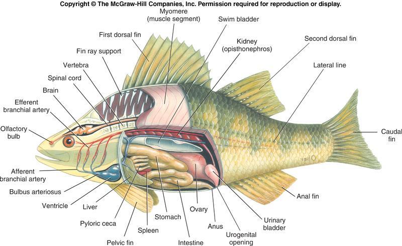 Teleost fishes (the Teleostei) Tremendous species diversity The swim bladder is primarily a buoyancy organ Great diversity of body shapes Around 30,000