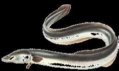Teleost fish phylogeny: broad overview Osteoglossomorpha ( bony tongues ) Elopomorpha (tarpons and eels) Clupeiformes Otocephala