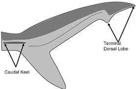 Caudal Fin Caudal or tail fin is located at the end caudal peduncle of the fish. The caudal peduncle is the narrow part of the fish's body to which the caudal or tail fin is attached.