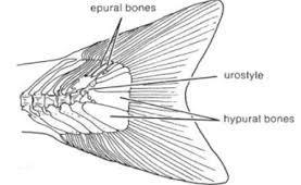 On the basis of external and internal structure, caudal fins are Protocercal, Heterocercal, Diphycercal, Hypocercal, Homocercal, Isocercal and Gephyrocercal.