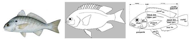 4. Ctenoid scales Ctenoid scales are similar to the cycloid scales, with growth rings. They are distinguished by spines that cover one edge. Figure 22.