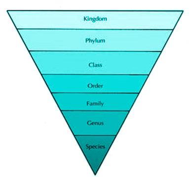 Taxonomic hierarchy Taxonomic hierarchy is the arrangement of various categories in successive levels of the biological classification.
