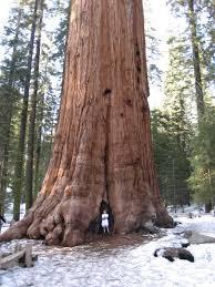 Sequoia Trees By Michael Frid, 5-215 As all of you know, trees grow all over the world. Then how can you explain the fact that millions of people visit the General Sherman tree every year.