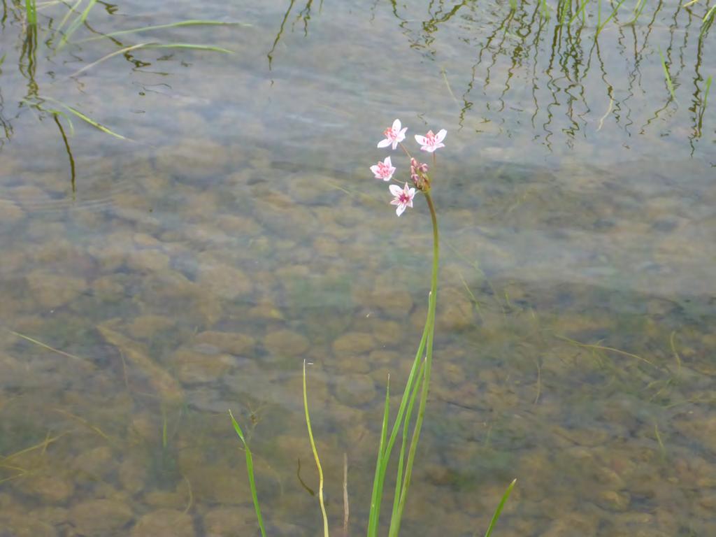 Flowering Rush in Forest Lake, July, 2016 Flowering Rush Delineation, Control, and Assessment for Forest Lake, Washington County, Minnesota, 2016 Delineation: July 14 and 15, 2016 Herbicide