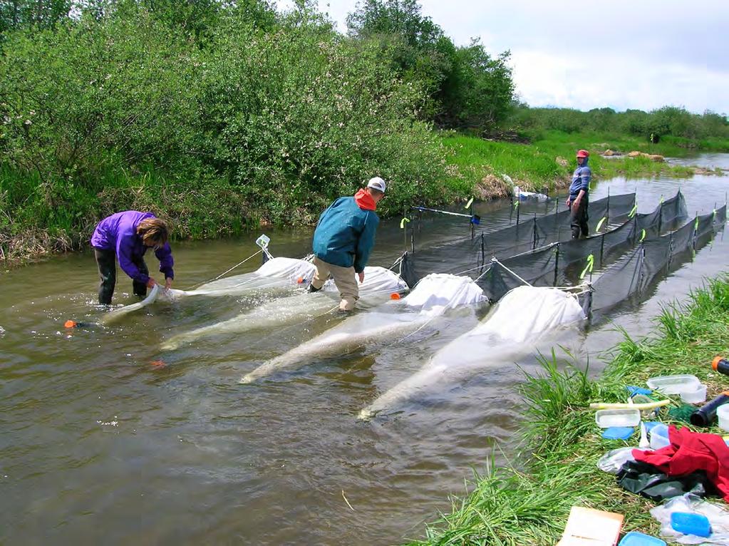 Here researchers have special nets (fyke) that are used to catch tiny larval sturgeon just after they