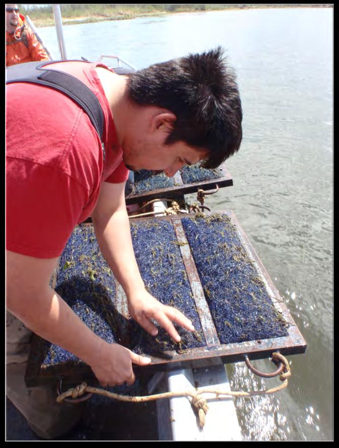Here a researcher checks large heavy mats that are placed on the river bottom. Sturgeon eggs stick to the mats (as does silt).
