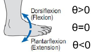 2. ANKLE FOOT COMPLEX Biomechanics of the human movement can be defined as the interdiscipline which describes, analyzes and assesses human movement (5).