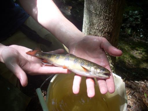 within the Warner River Watershed New Hampshire Fish
