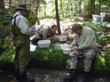 In streams where wild brook trout were found, density calculations were performed. Where wild brook trout were found, the density of wild brook trout ranged between 0.73 fish /100m 2 to 62.
