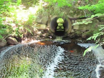 locations surveyed. If a fish manages to access the culvert, flows may be too overwhelming for the fish to navigate through it.