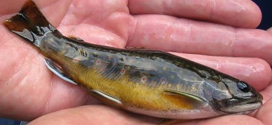 Background and Justification Brook trout are the only native stream dwelling trout species in New Hampshire, having a historic range that extended from Georgia to eastern Canada.