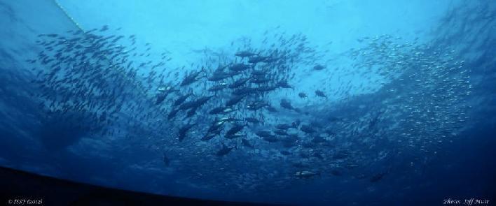 STATUS OF STOCKS GLOBAL ISSF annual stock status update - authoritative Across seven species of major commercial oceanic tuna, 23 stocks of varying sizes subject to stock assessment in 4 oceans (6
