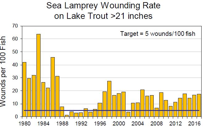 22 Great Lakes Basin Report Sea Lamprey Sea lamprey invaded Lake Erie and the Upper Great Lakes in the 1920s and have played an integral role in the demise of many native coldwater fish populations.