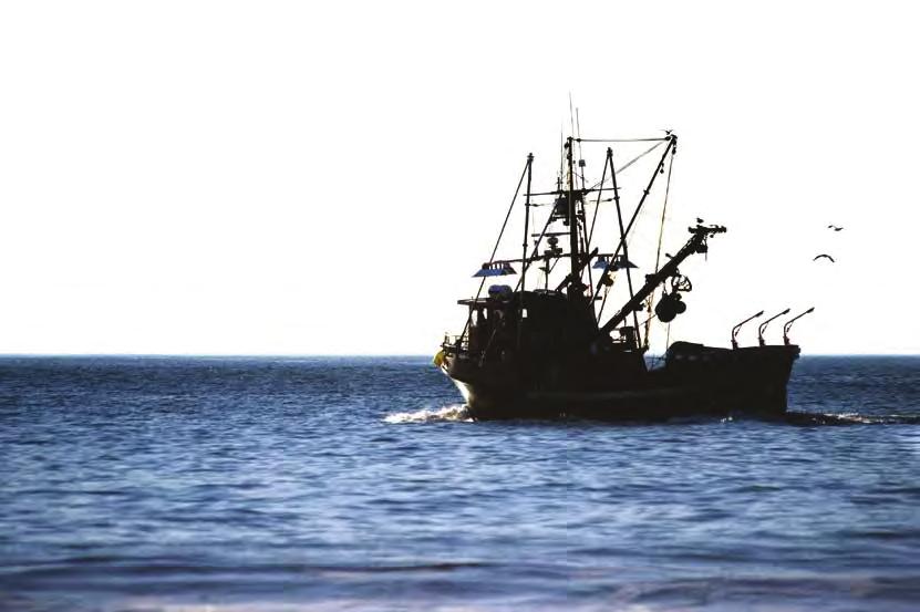 Partnerships: ISSF We have established many strong partnerships from the fishermen who catch for us to the suppliers who process to our required standards.