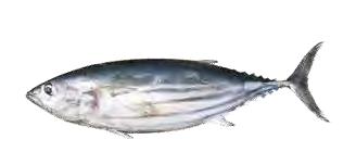 Mackerel Sardines Kippers and Herring Catch Methods: Purse Seine and Pelagic (mid-water) trawl Where caught: North East Atlantic Catch