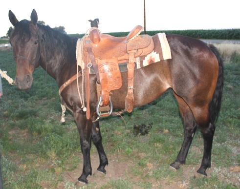 Lot #10 CHASE & ASHLEE REED FT MORGAN, CO GRADE 6 yr old BAY MARE 14.2 hands stout. Done barrels, started on heeling, shown at open shows.