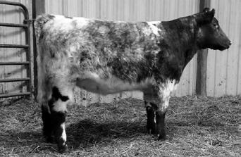 9 LNL ELIZA 0712 *x, roan 74 CF SOLUTION X ET *x, r/w/m SULL SYBIL 8256 *, roan 94 SULL SYBIL 649 *x, roan 12 Polled.