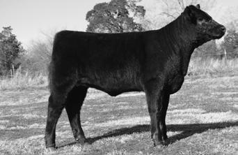 She goes back to the Simmental bull Built Right N48. This heifer is our top fall prospect.
