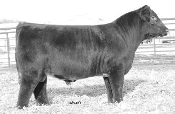 ROAN ROSEY 1/2 *x, roan MDR RED FEATHER An Oct. 2014 heifer that continues to get better every day. She is one that some lucky junior can have fun with the next two years.