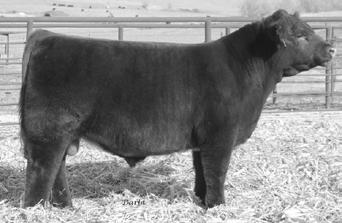Double C Farm 4 2 3 DOUBLE C BELINDA DI 134 x4214664 TOWNVIEW NIGHTMARE 112 x4215020 bd 11/02/2014 r/w/m heifer polled LE,RE 112 DMCC ENTICER 9E 3/4, red MARTINDELL ENTICER 8108 7/8 *x, roan 3.