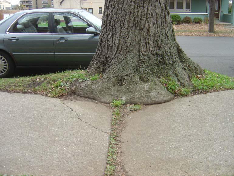 Trees: Maintenance Trees often ruin sidewalks, and sidewalk repair often kills trees. This conflict comes from the fact that sidewalks and trees have competing needs.