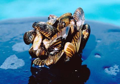 Zebra mussels invaded the Great Lakes in 1988. Dave Jude/University of Michigan especially those in confined habitats such as island and aquatic ecosystems.