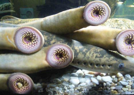 Invasive species like the sea lamprey entered the Great Lakes when the Welland Canal was constructed to bypass Niagara Falls. Sea lampreys are parasitic pests.
