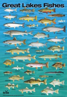 Great Lakes Fishes Poster publications.aqua.wisc.