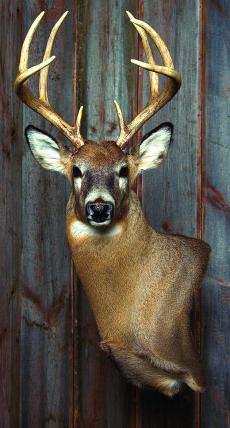 Professional WHITETAIL MOUNTING Mounting a deer for your customer, NOT a Judge by Dan Rinehart Part 1 Skinning, Fleshing & Auto Tanning I am happy to introduce this new article series on white-tailed