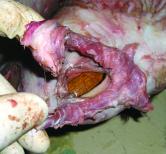 Once the eyes are split, all the excess flesh around the eye is