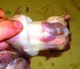 Start above the meat and flesh back toward the ear canal.