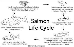 Salmon Enhancement & mitigation Fish produced to
